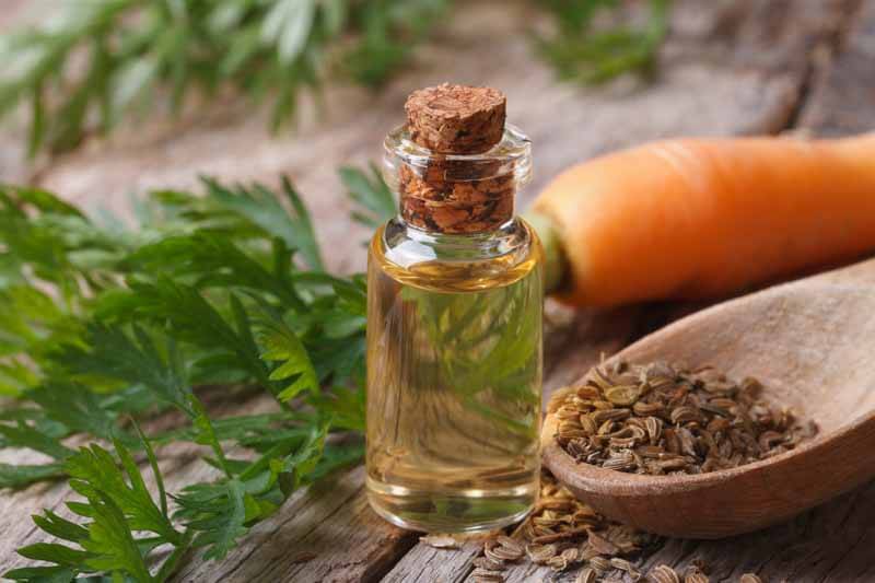 Carrot seed essential oil for hiar growth