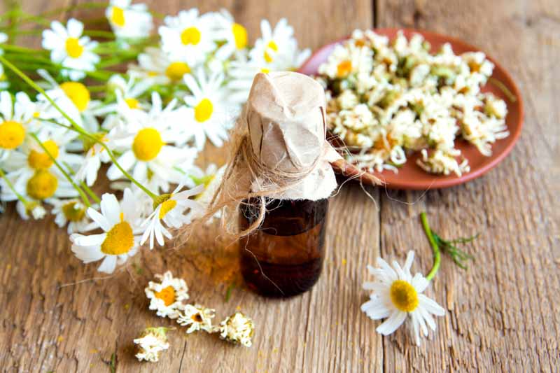 Chamomile Essential Oils For Hair Growth