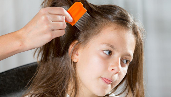 Home remedies for lice