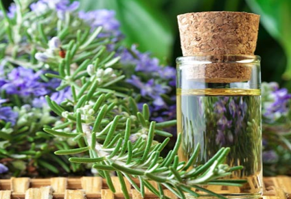 Rosemary essential oils for hair growth