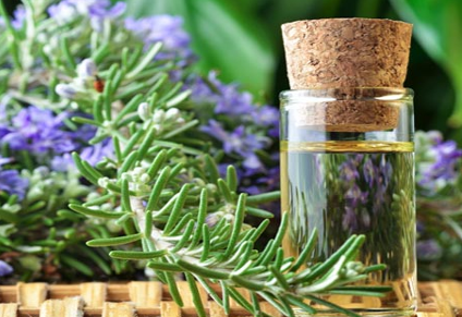 Rosemary Oil for Hair