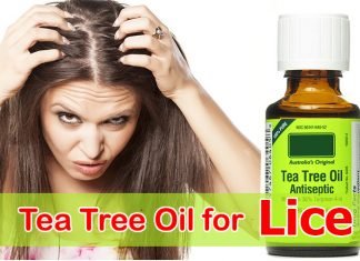 Tea Tree Oil for Lice Tea Tree Oil for Lice